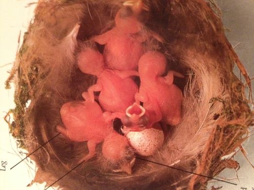 fetalbirds