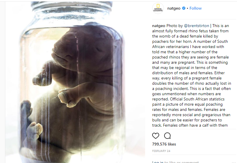 Rhino fetuus
